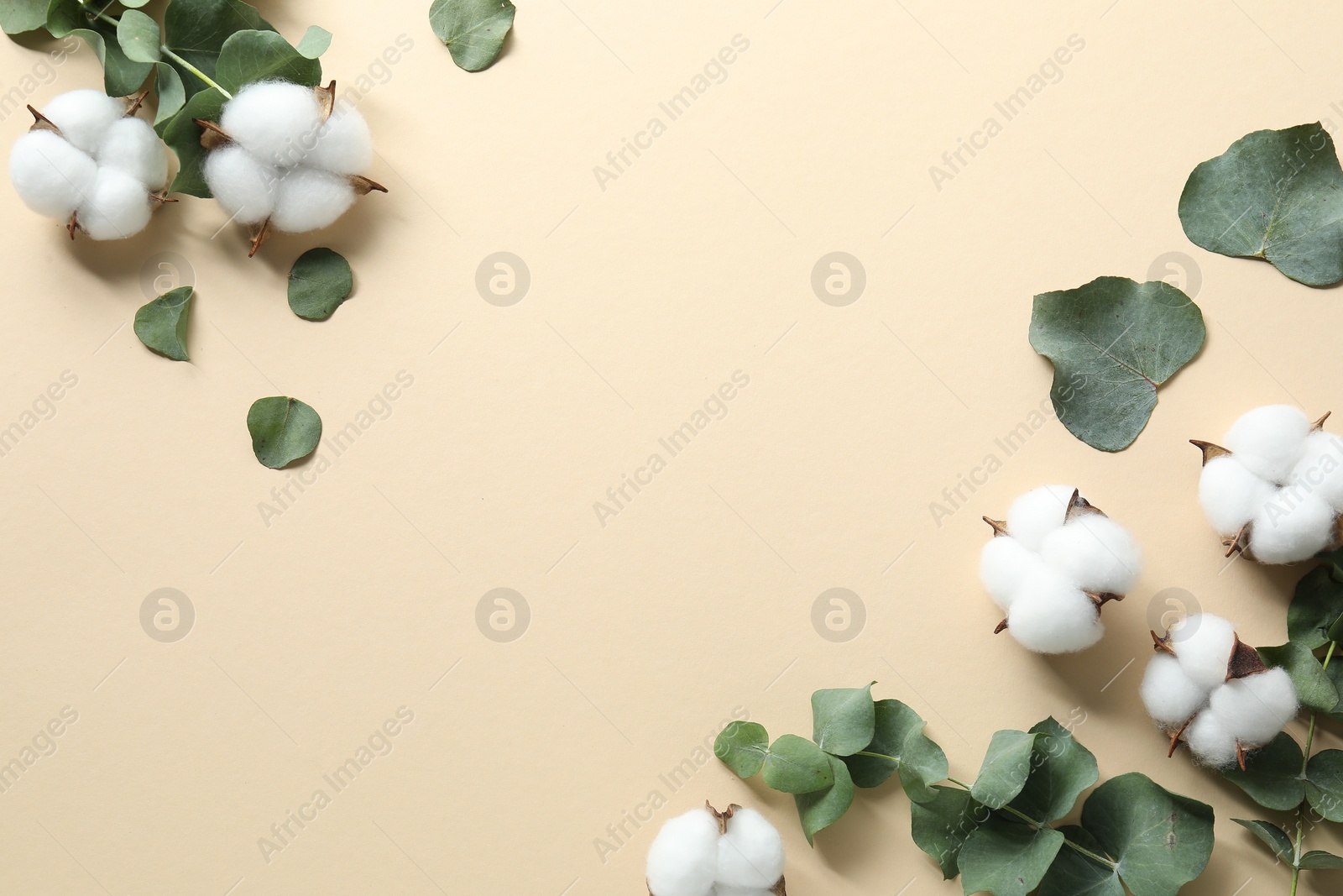 Photo of Cotton flowers and eucalyptus leaves on beige background, flat lay. Space for text