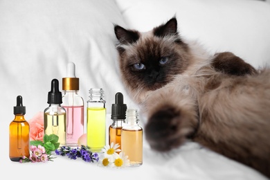 Image of Aromatherapy for animals. Essential oils and cute cat on background