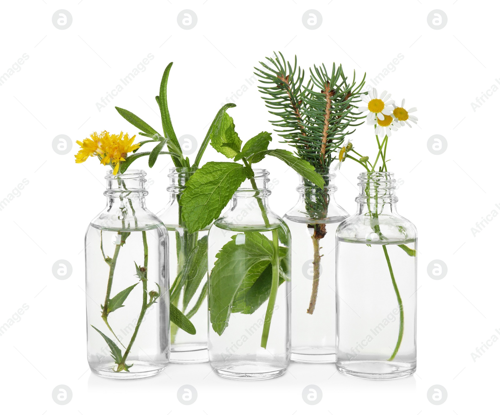 Photo of Glass bottles of different essential oils with plants on white background