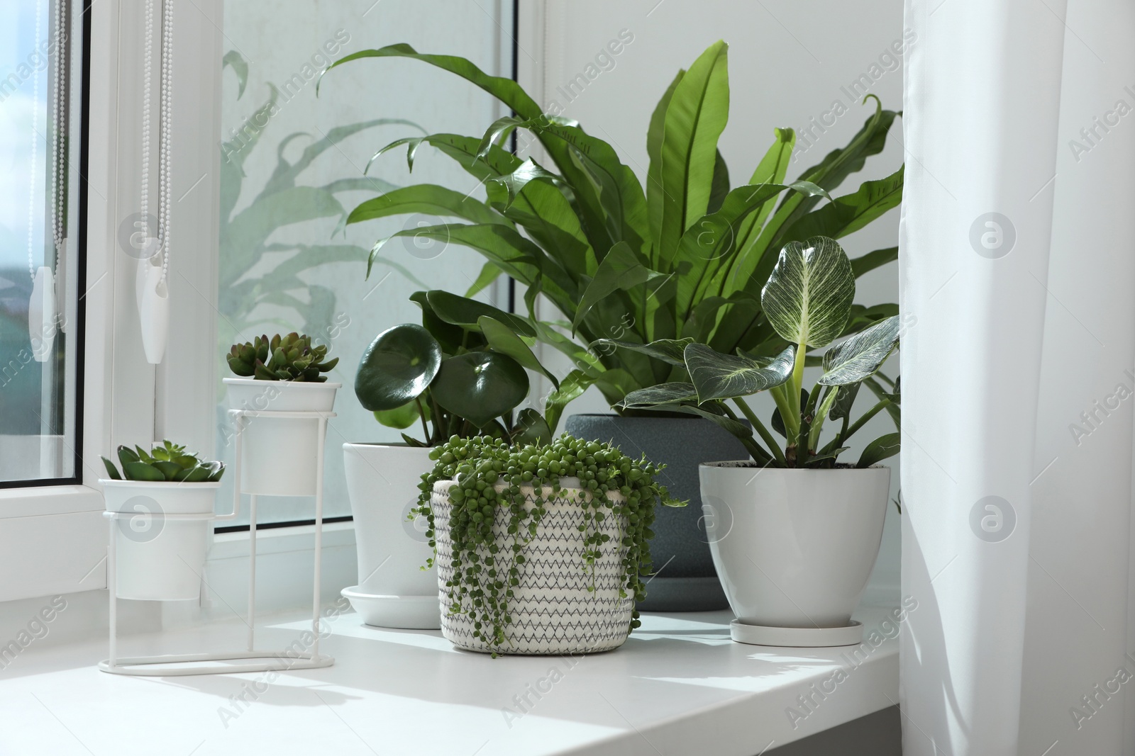 Photo of Many beautiful potted houseplants on windowsill indoors