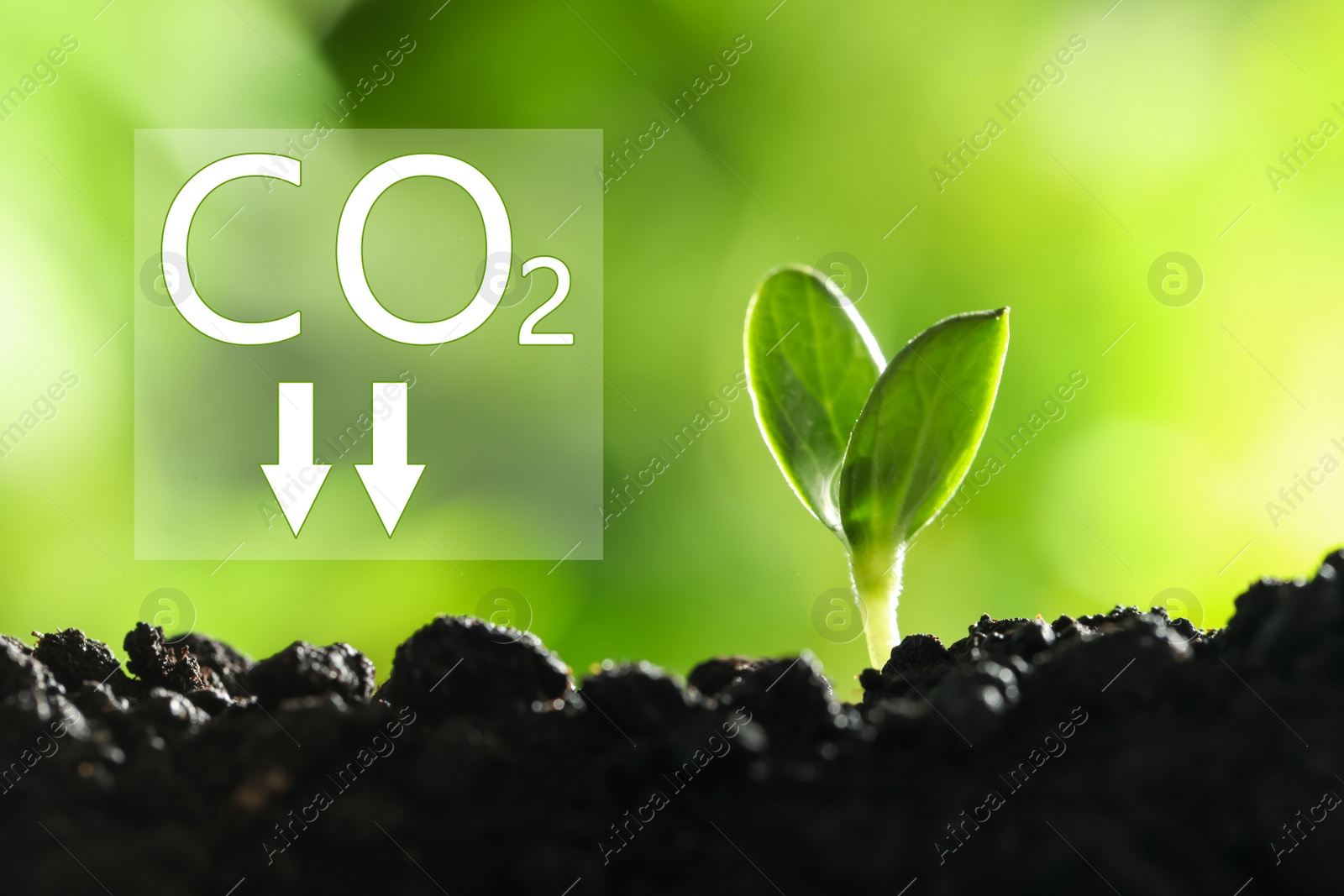 Image of Reduce CO2 emissions. Fresh green seedling growing outdoors, closeup