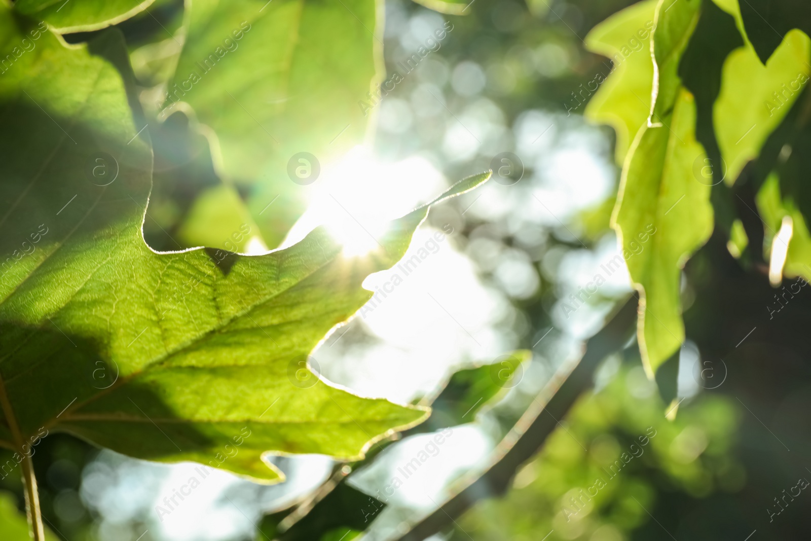 Photo of Tree branch with green leaves on sunny day