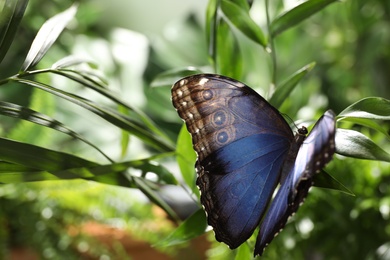 Beautiful common morpho butterfly on green plant in garden