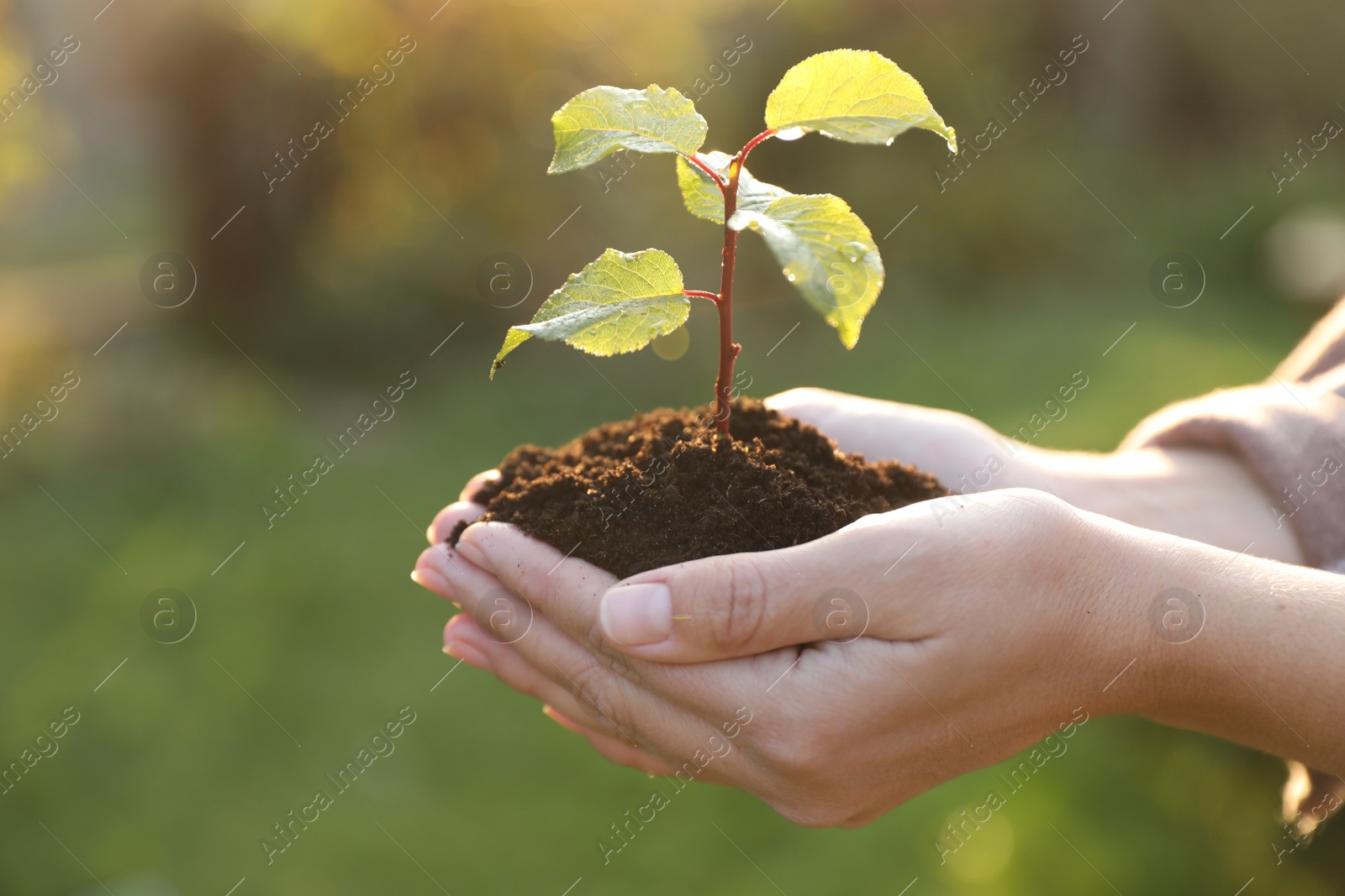 Photo of Woman holding soil with young green seedling, closeup. Planting tree