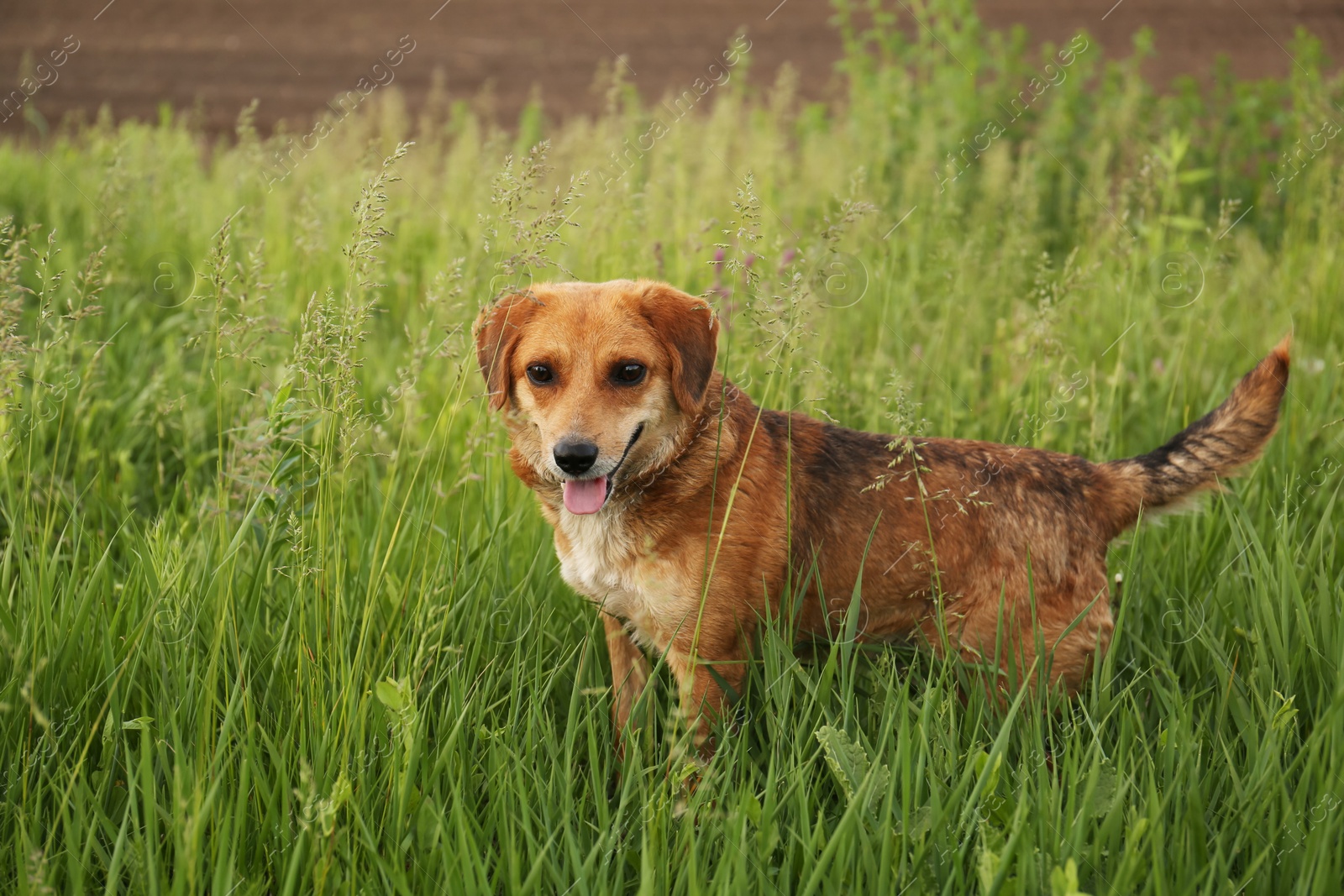 Photo of Cute little dog in green grass outdoors