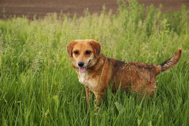 Photo of Cute little dog in green grass outdoors