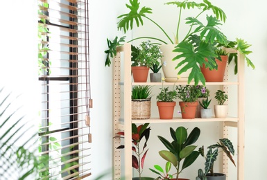 Stylish room interior with different home plants