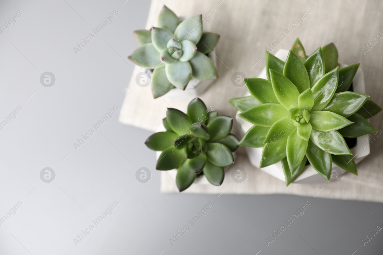 Photo of Beautiful succulents on light grey table, flat lay