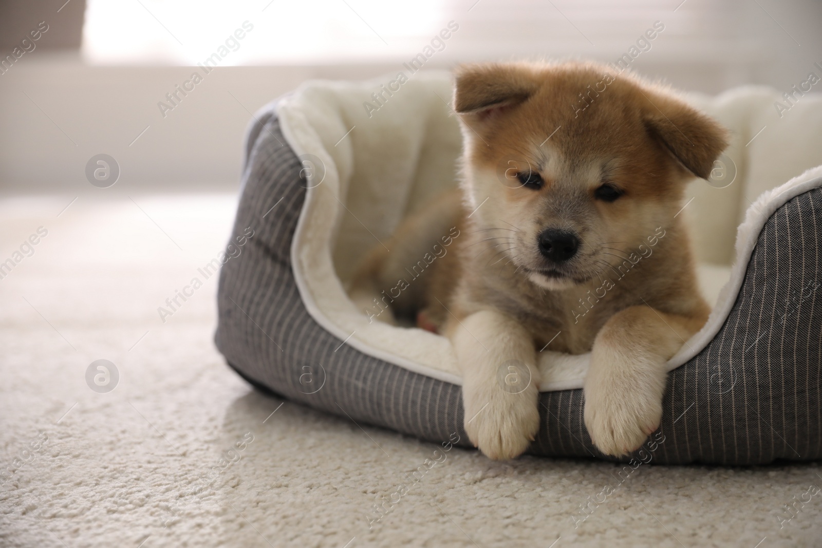 Photo of Adorable Akita Inu puppy in dog bed indoors