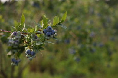 Photo of Wild blueberries growing outdoors, space for text. Seasonal berries