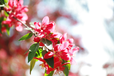 Photo of Blossoming spring tree, pink flowers, closeup