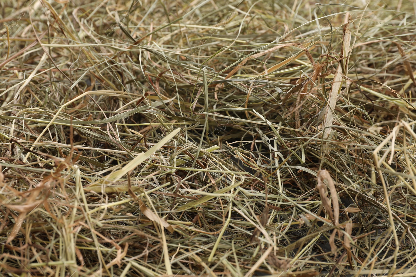 Photo of Pile of dried hay as background, closeup