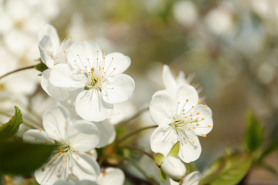 Photo of Blossoming cherry tree, closeup