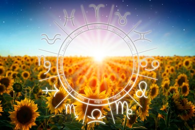 Image of Zodiac wheel and beautiful view on field of blooming sunflowers