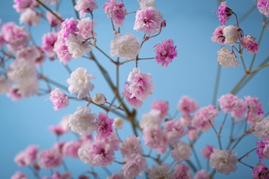 Photo of Beautiful dyed gypsophila flowers on light blue background, closeup