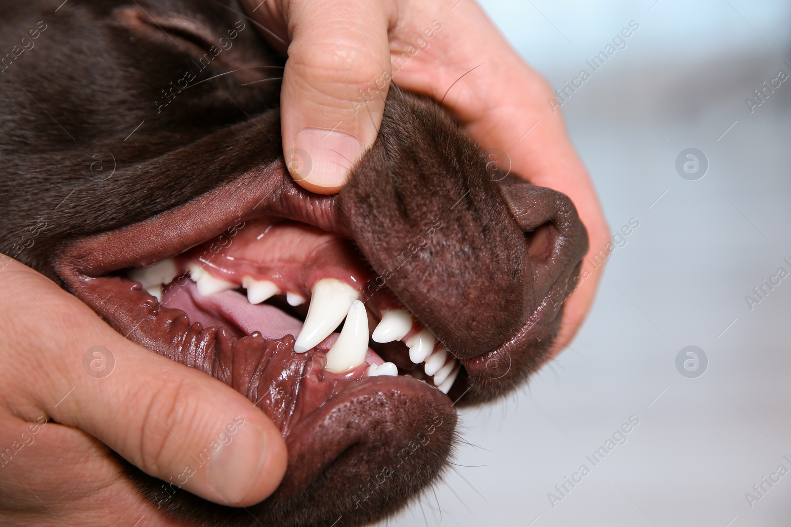 Photo of Man checking dog's teeth indoors, closeup. Pet care