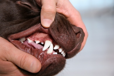 Photo of Man checking dog's teeth indoors, closeup. Pet care