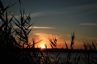 Silhouette of beautiful reed plants and sunset over calm river