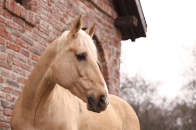 Photo of Adorable horse near brick building outdoors, space for text. Lovely domesticated pet