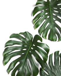 Photo of Green fresh monstera leaves on white background, top view. Tropical plant