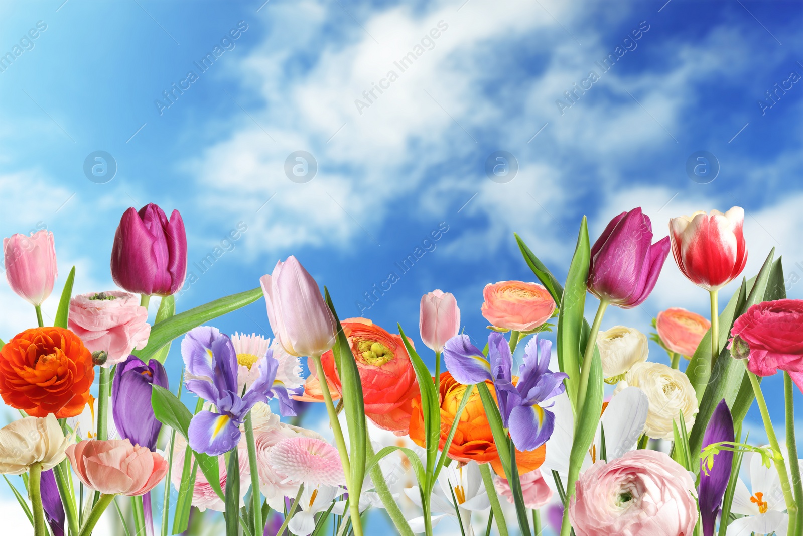 Image of Many beautiful spring flowers outdoors on sunny day