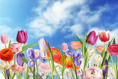 Image of Many beautiful spring flowers outdoors on sunny day