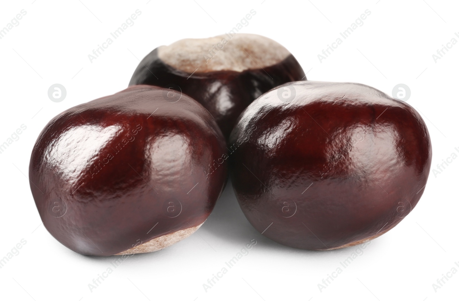 Photo of Pile of brown horse chestnuts isolated on white