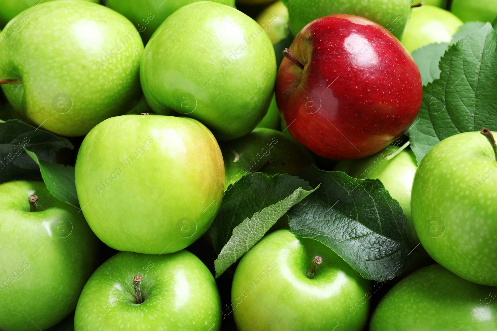 Photo of Tasty green apples and red one as background, closeup