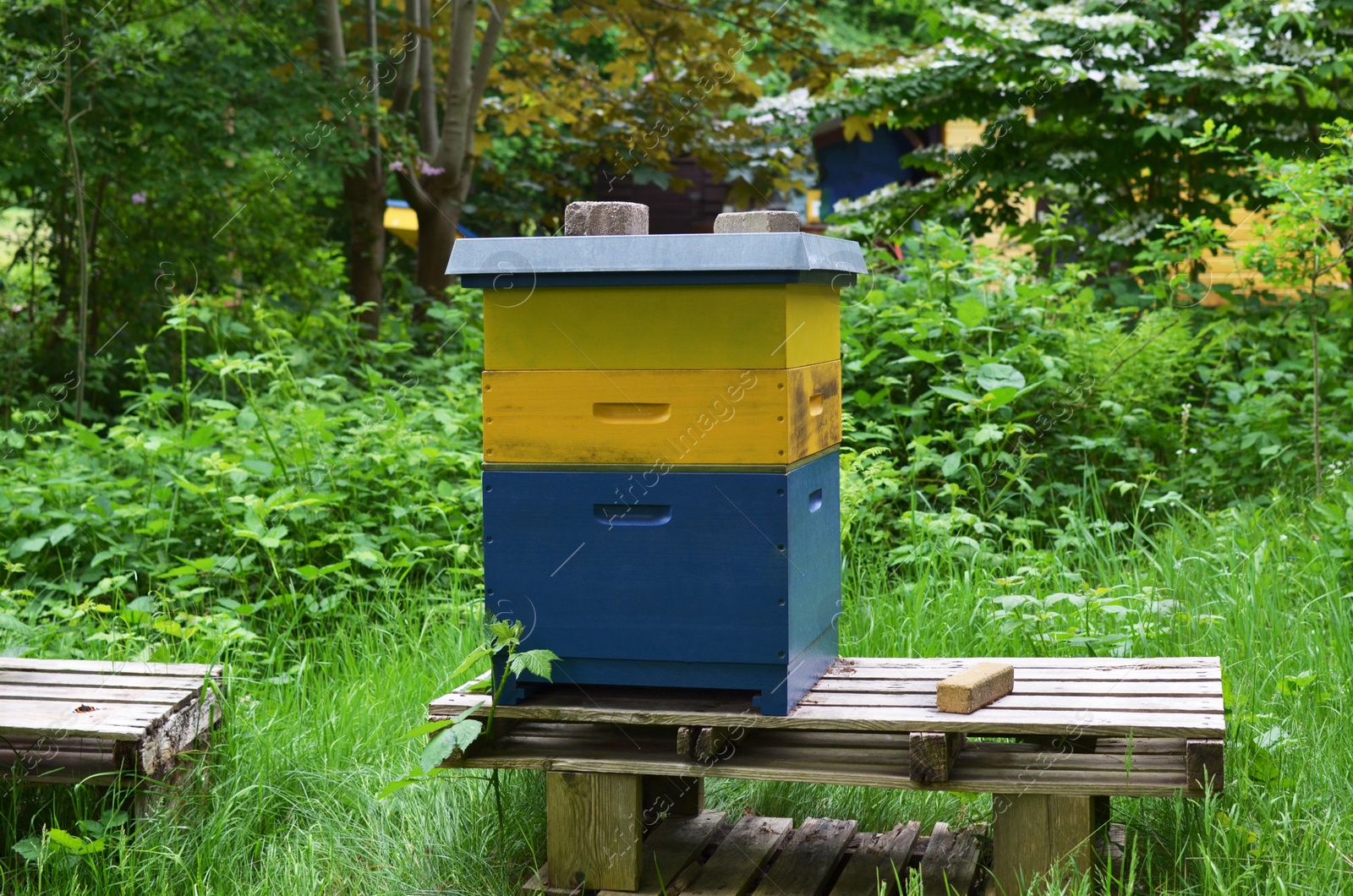 Photo of One blue and yellow wooden beehive at outdoor apiary