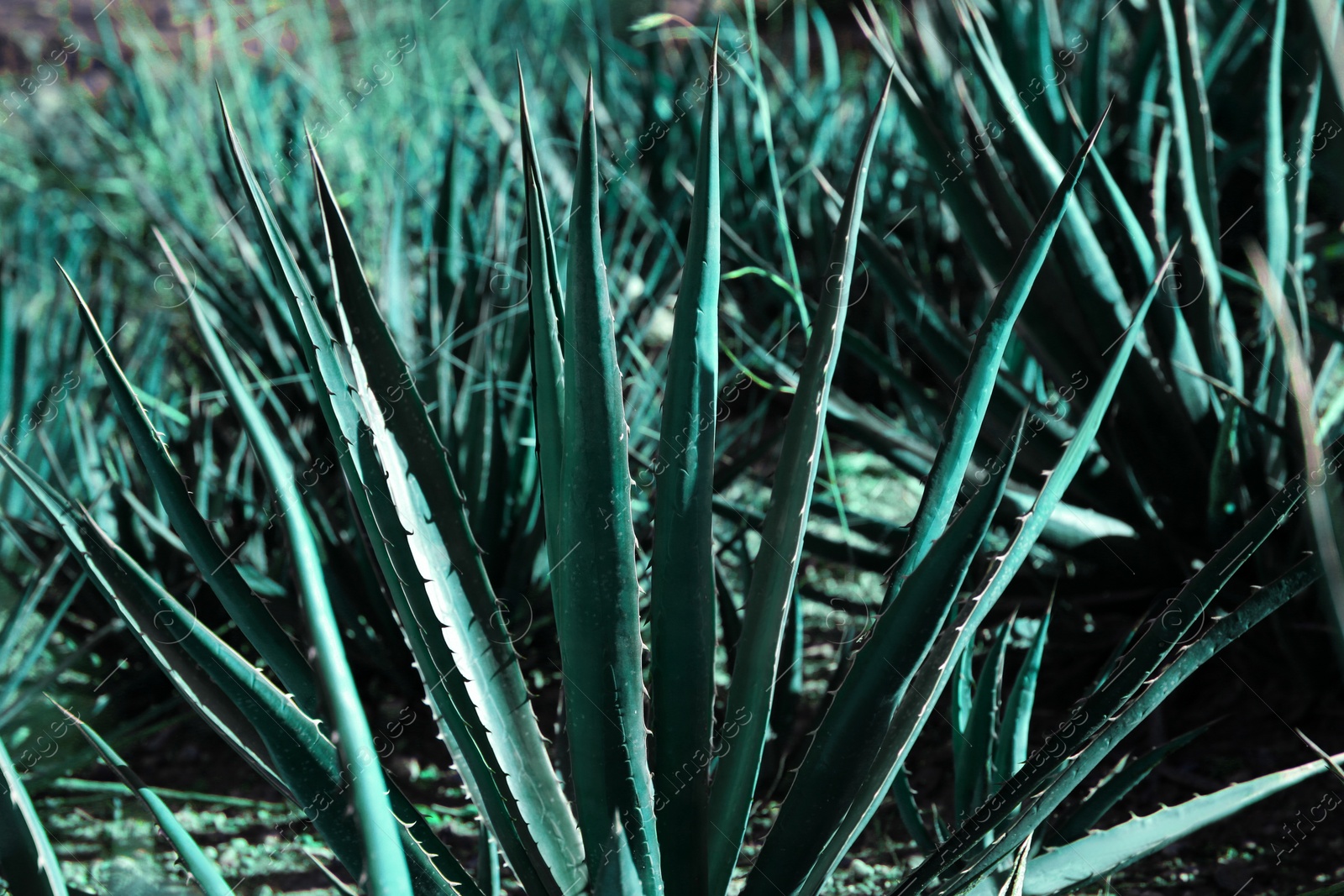 Photo of Closeup view of beautiful Agave plant growing outdoors