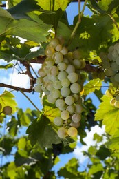 Tasty grapes growing in vineyard on sunny day