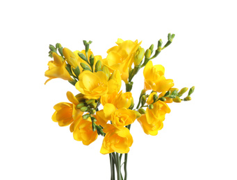 Photo of Beautiful yellow freesia flowers on white background