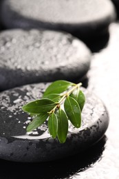 Photo of Wet spa stones and green branch in water on black background, closeup