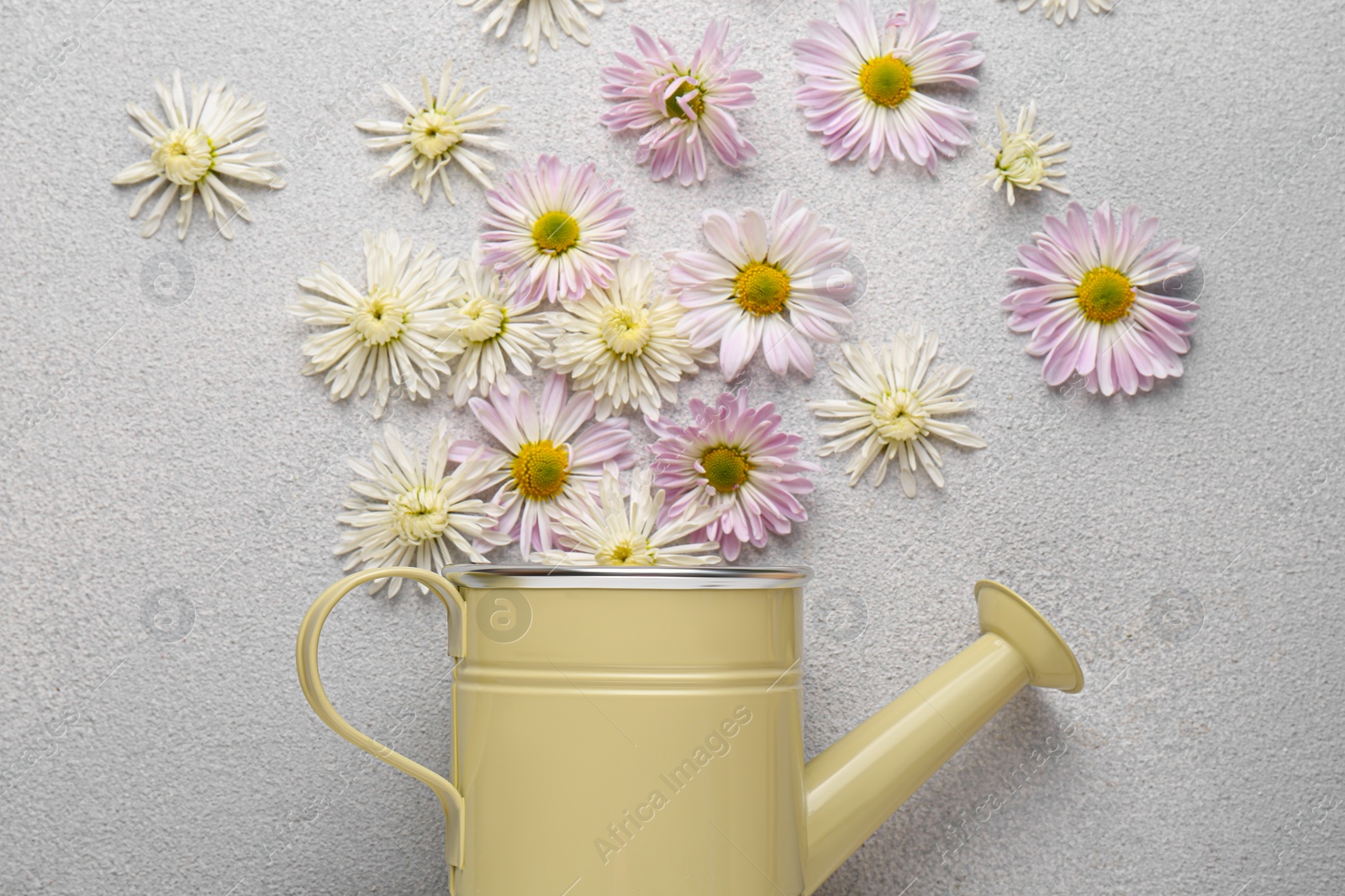 Photo of Watering can and beautiful flowers on light grey background, flat lay