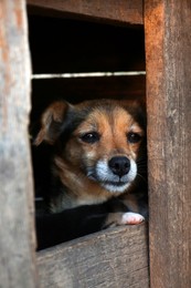 Photo of Cute dog in wooden kennel outdoors, closeup