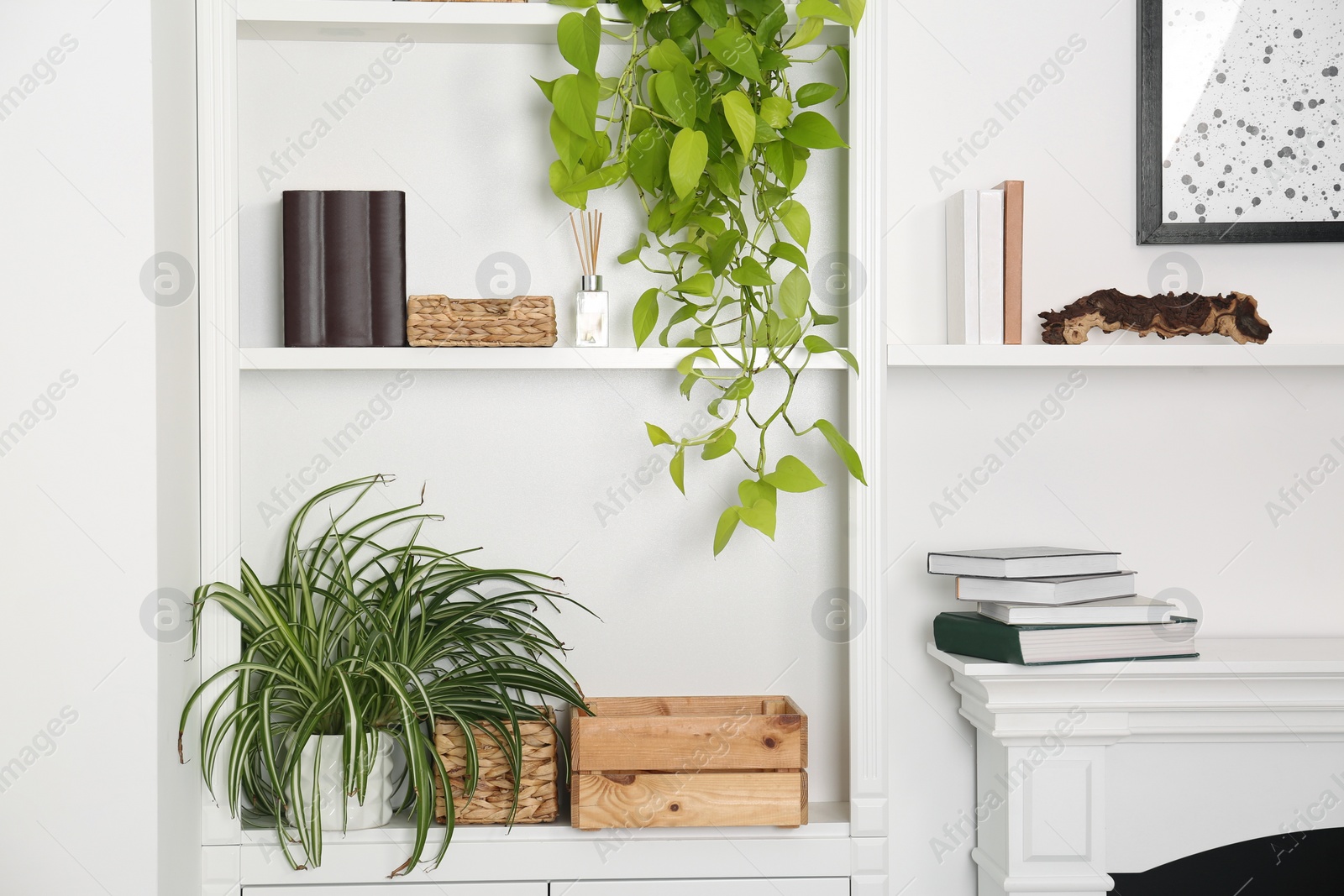 Photo of White shelving unit with houseplants and different decor elements in room. Interior design