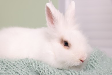 Photo of Cute fluffy white pet rabbit on soft blanket at home, closeup