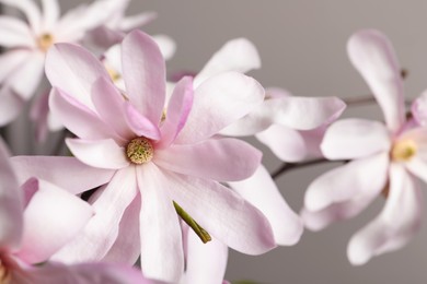 Beautiful magnolia flowers on grey background, closeup