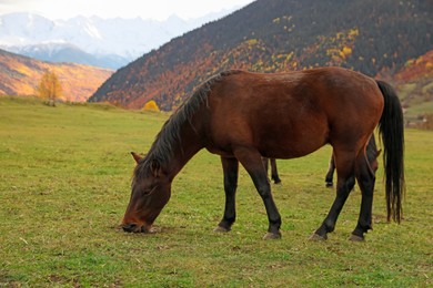 Photo of Brown horse grazing on meadow in mountains outdoors. Beautiful pet