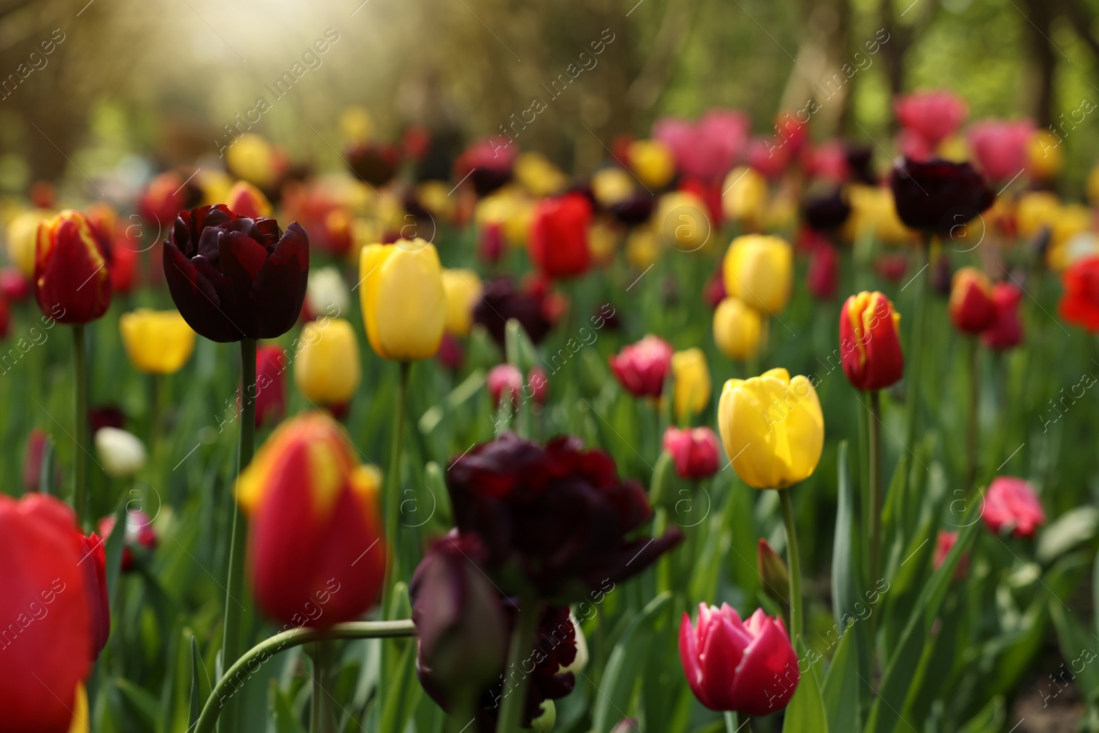 Photo of Beautiful bright tulips growing outdoors, closeup view