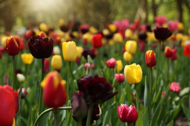 Photo of Beautiful bright tulips growing outdoors, closeup view
