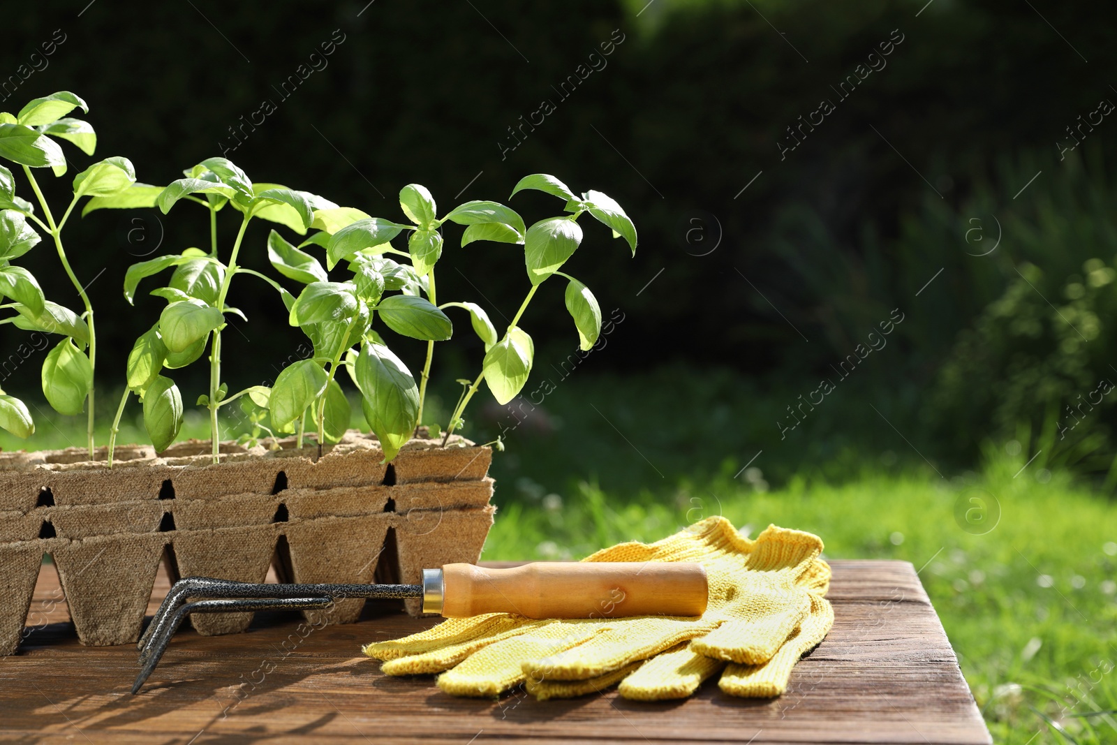 Photo of Beautiful seedlings in containers, gloves and rake on wooden table outdoors. Space for text