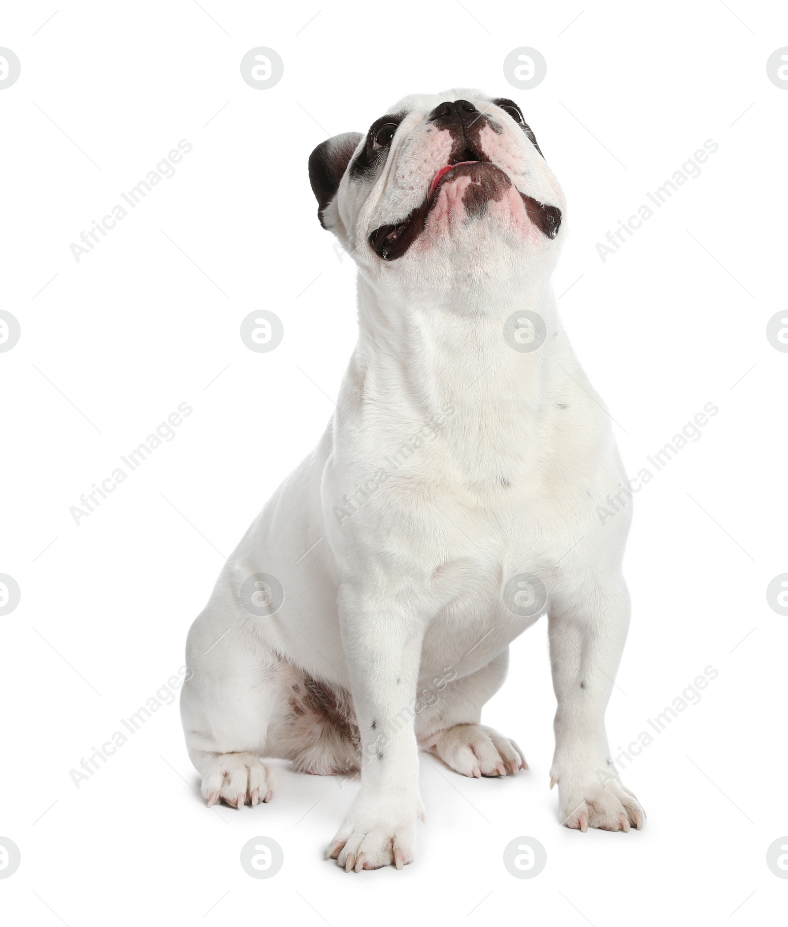 Photo of French bulldog on white background. Adorable pet