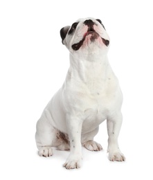 Photo of French bulldog on white background. Adorable pet