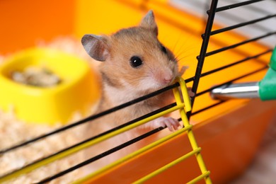 Photo of Cute little fluffy hamster looking out cage