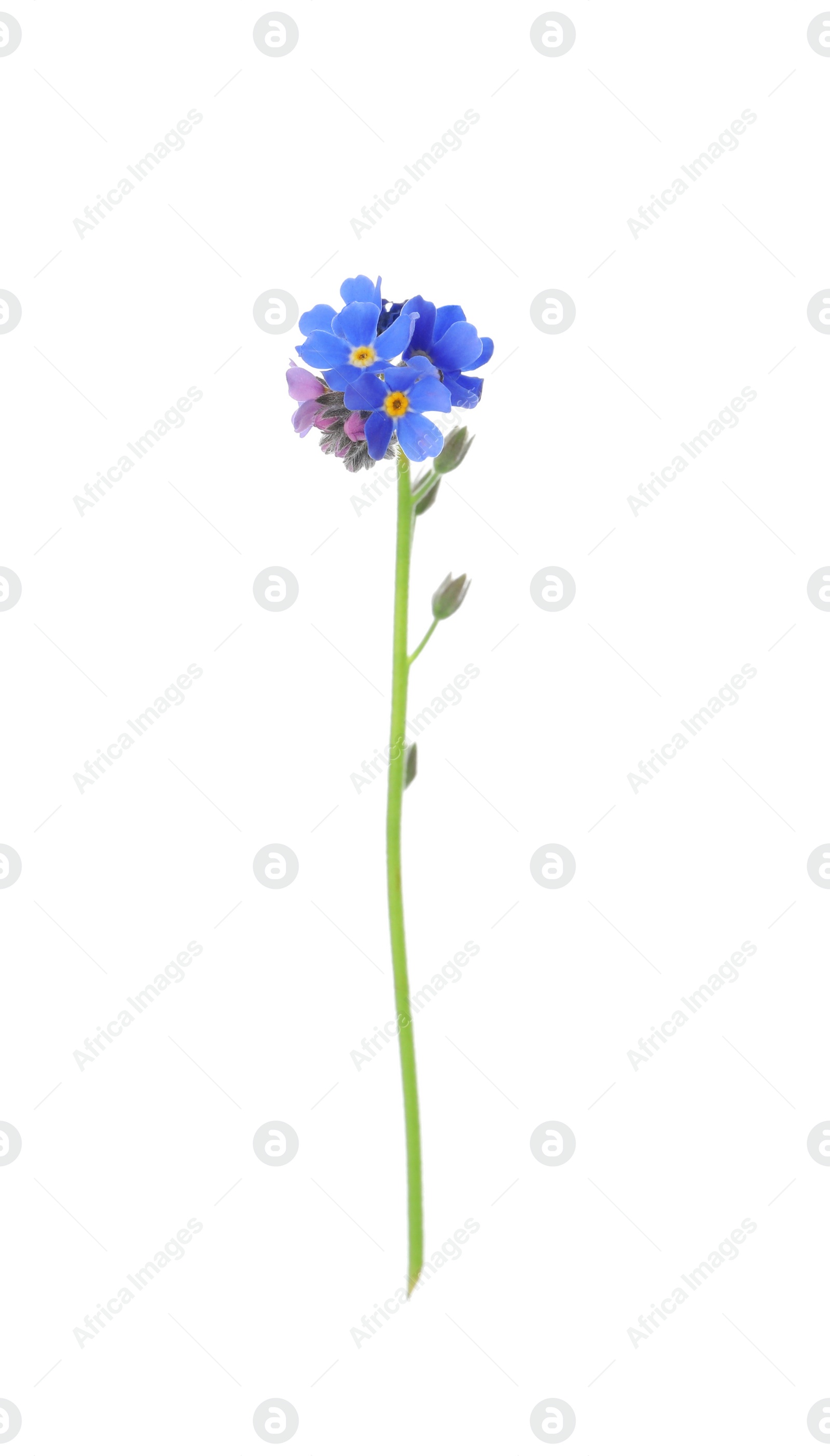 Photo of Beautiful blue Forget-me-not flowers isolated on white