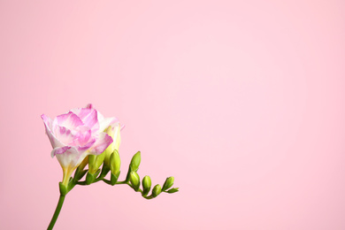 Beautiful tender freesia flower on pink background. Space for text