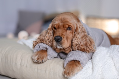 Photo of Cute Cocker Spaniel dog in knitted sweater lying on pillow at home. Warm and cozy winter