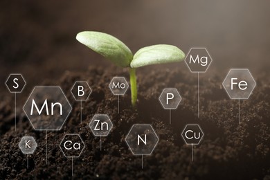 Image of Young seedling growing in soil and chemical elements