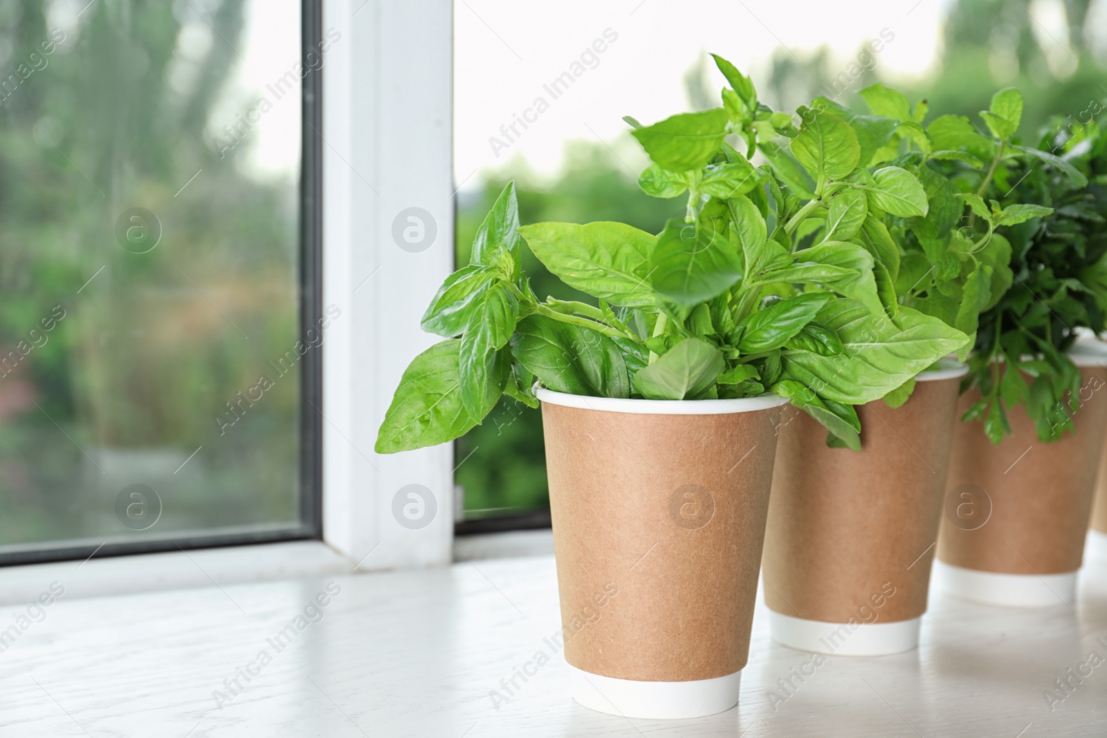 Photo of Seedlings of different herbs in paper cups on white wooden table at window